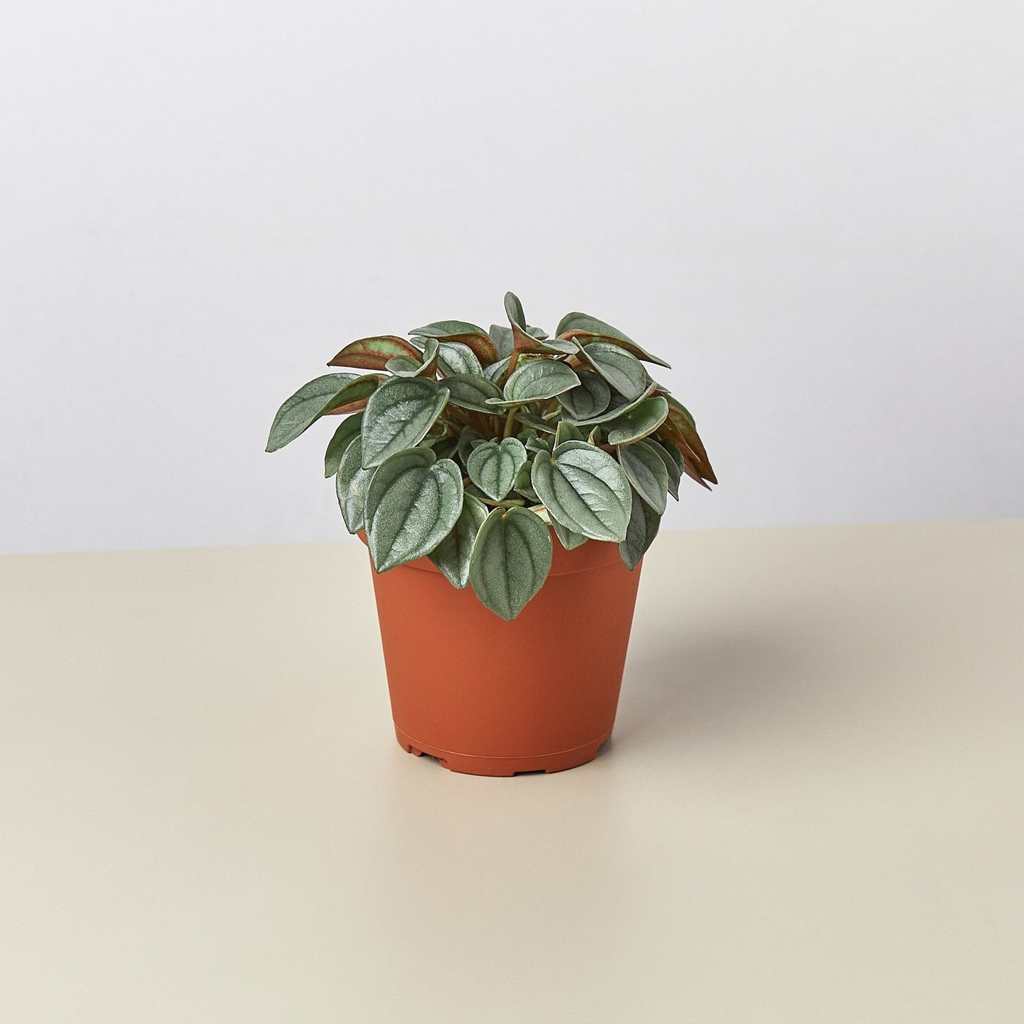 Peperomia 'Napoli Nights' - 4" Pot