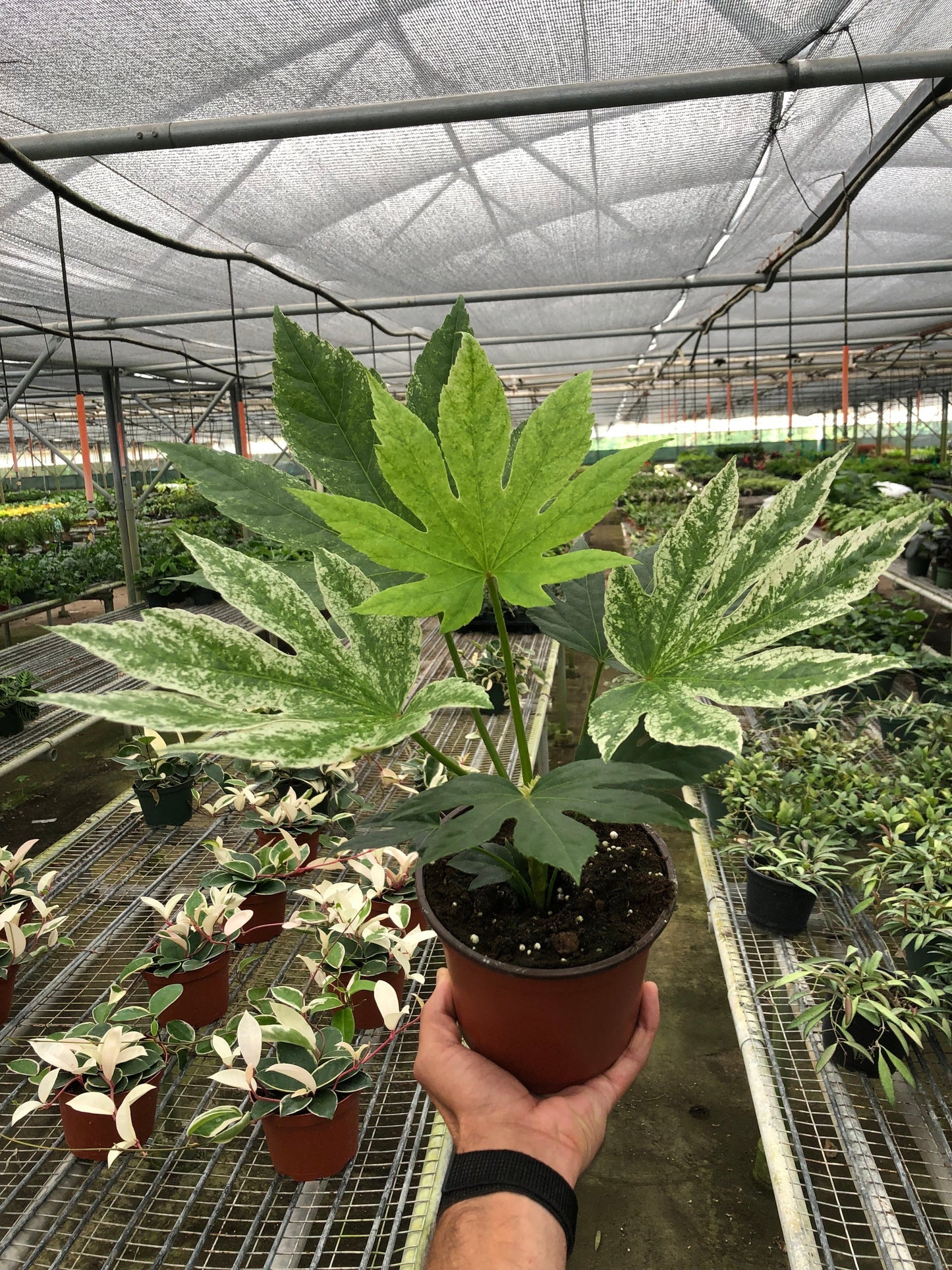 Fatsia 'Spider's Web'