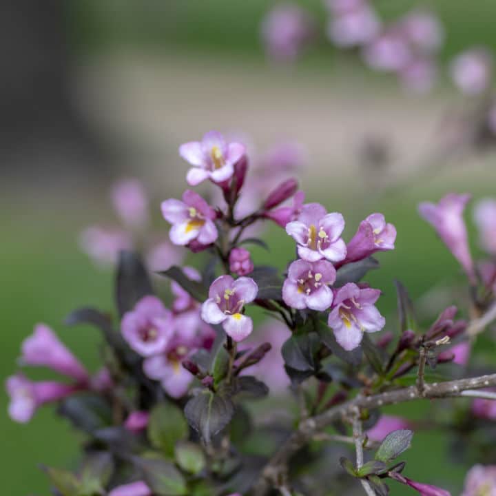 Tango Weigela | Shop Shrubs by Growing Home Farms