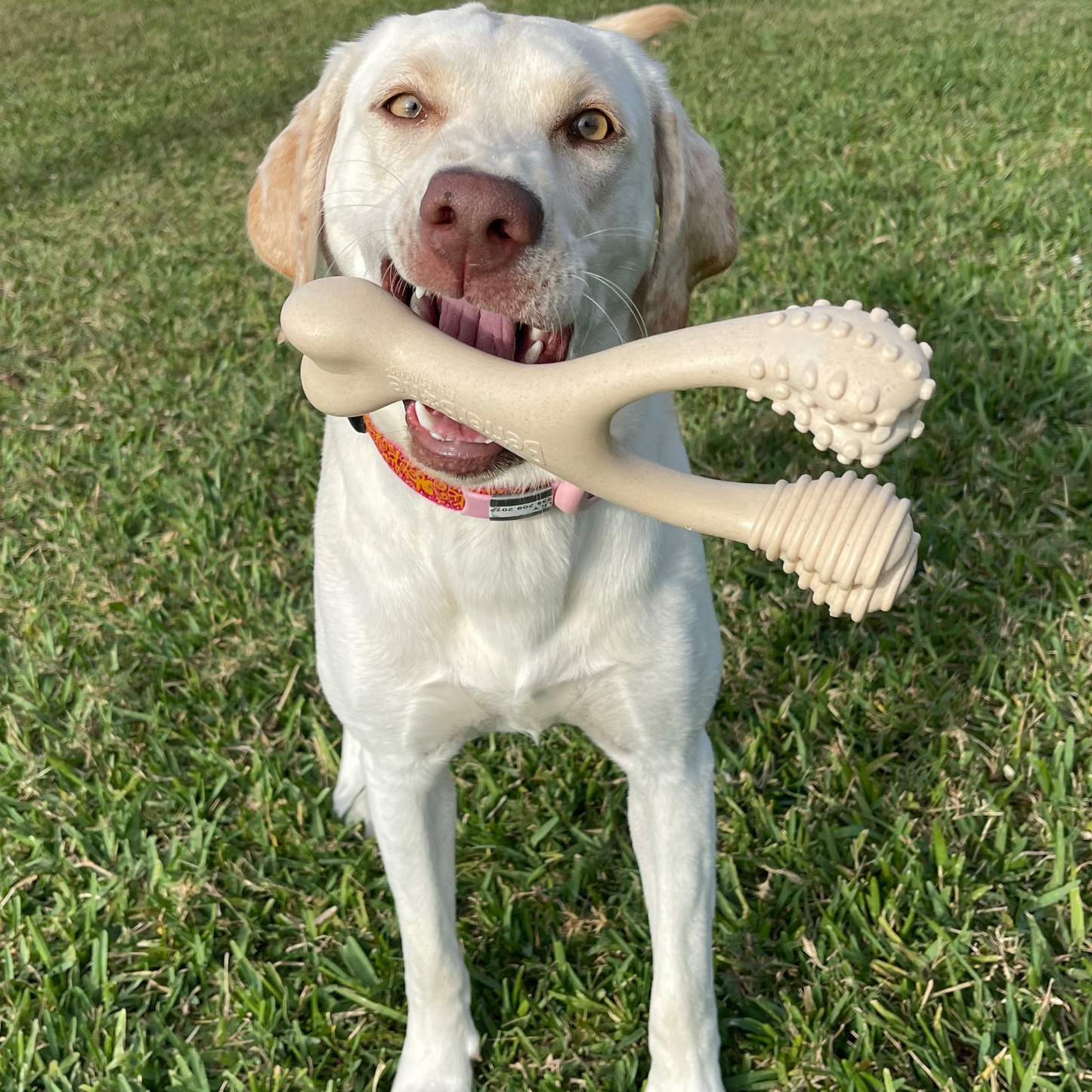 BetterBone CLASSIC - All Natural, Non-Toxic, Safer on Teeth, Soft, Puppy, Dog Chew-NYLON FREE by The Better Bone Natural Dog Bone