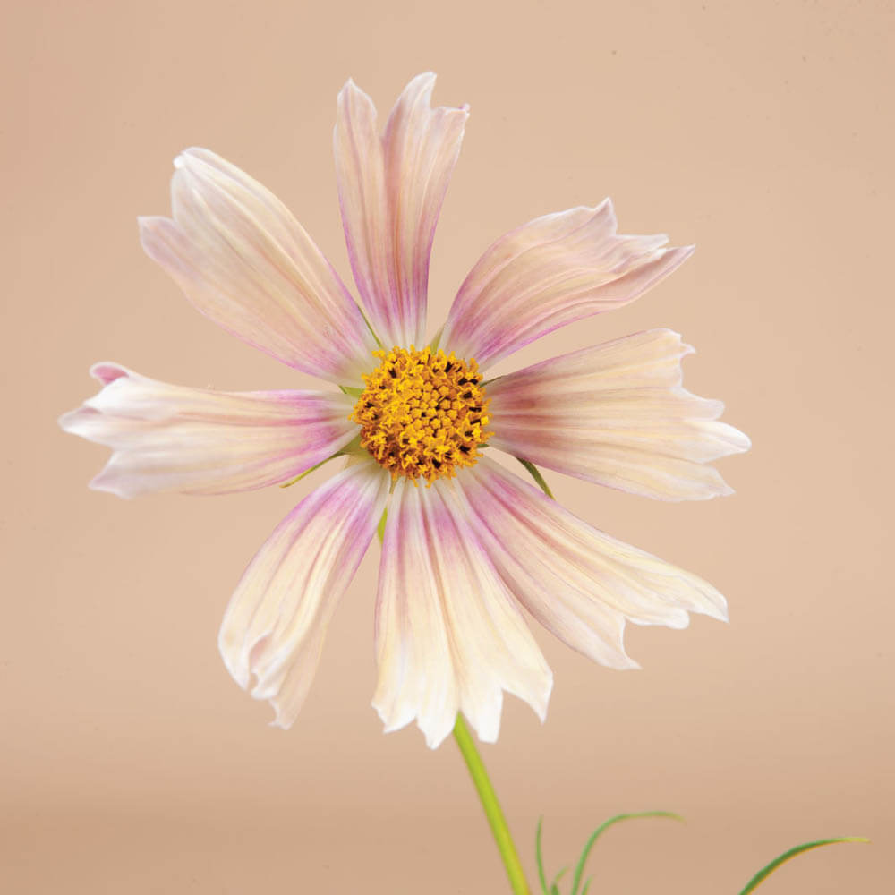 Apricot Lemonade Cosmos Seeds