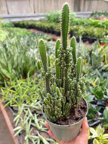 Fairy Castle Cactus