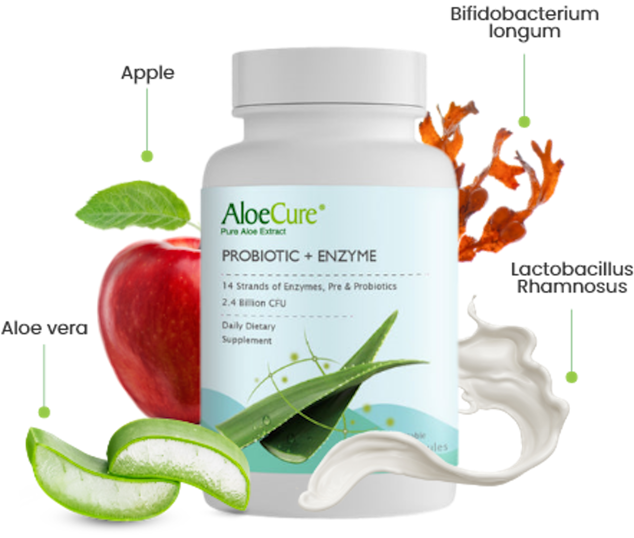 Pre+Probiotic & Digestive Enzyme Blend