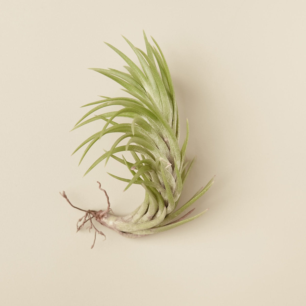 Tillandsia Air Plant Araujei