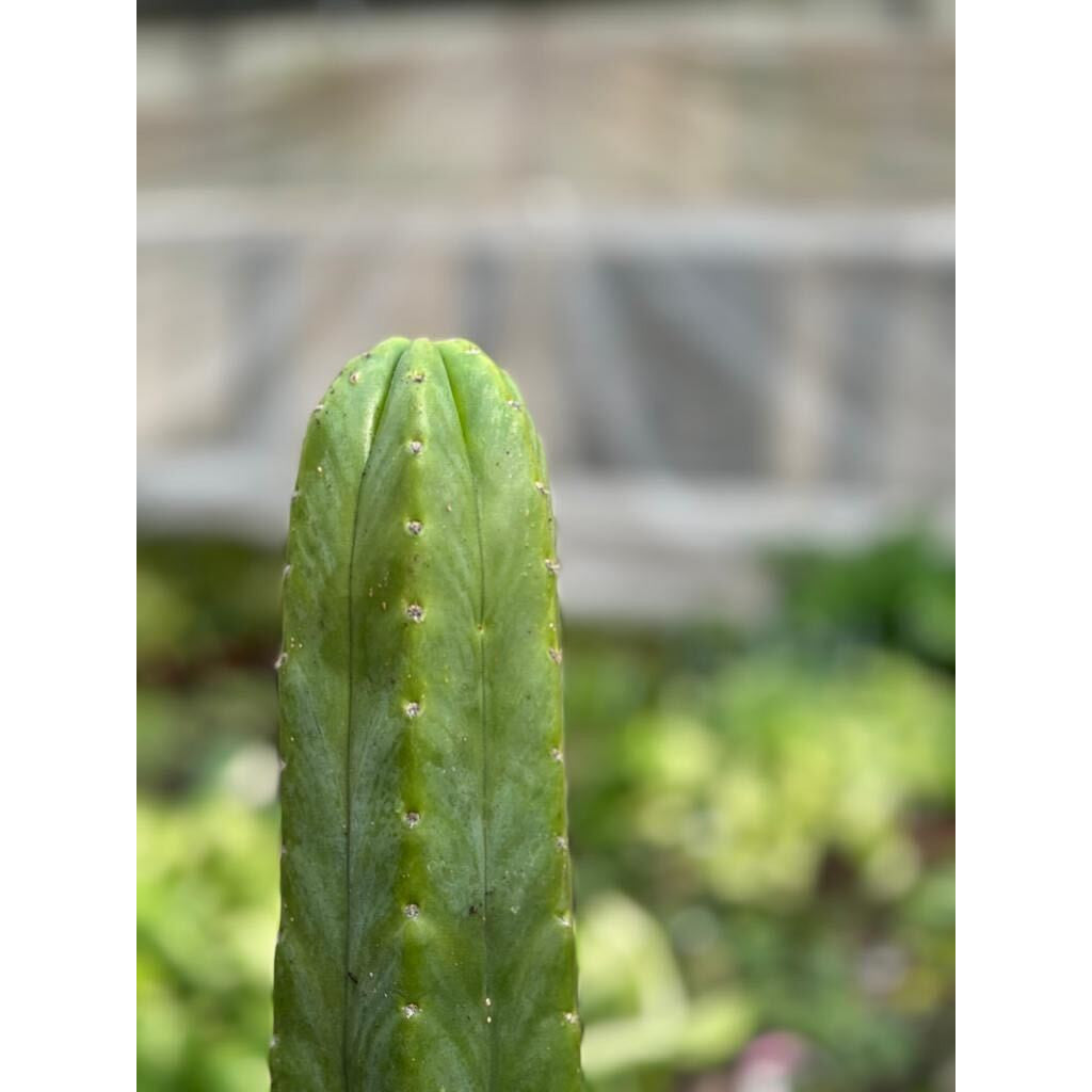 Cactus Echinopsis Pachanoi - 2FT