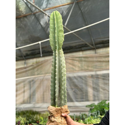 Cactus Cereus Peruvianus - 3 FT