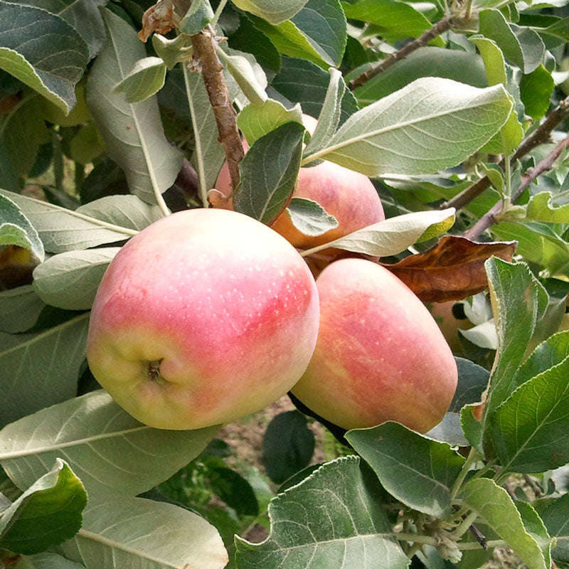 Anna Apple Tree