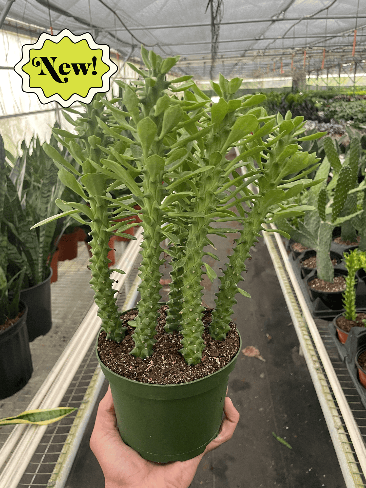 Euphorbia 'Sausage Spurge'