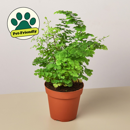 Maidenhair Fern