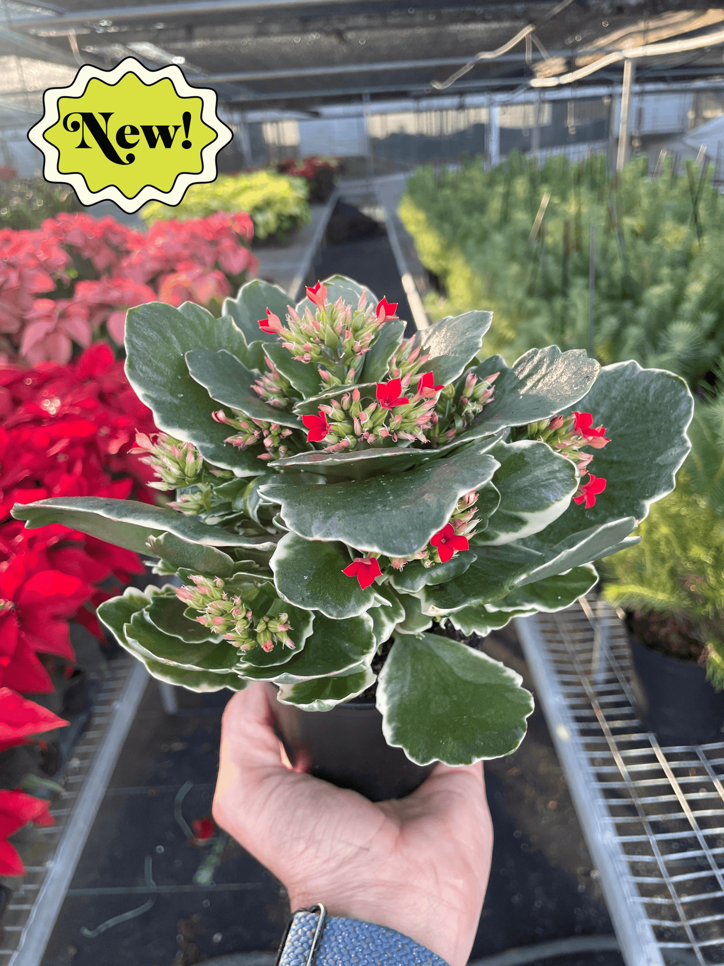 Kalanchoe