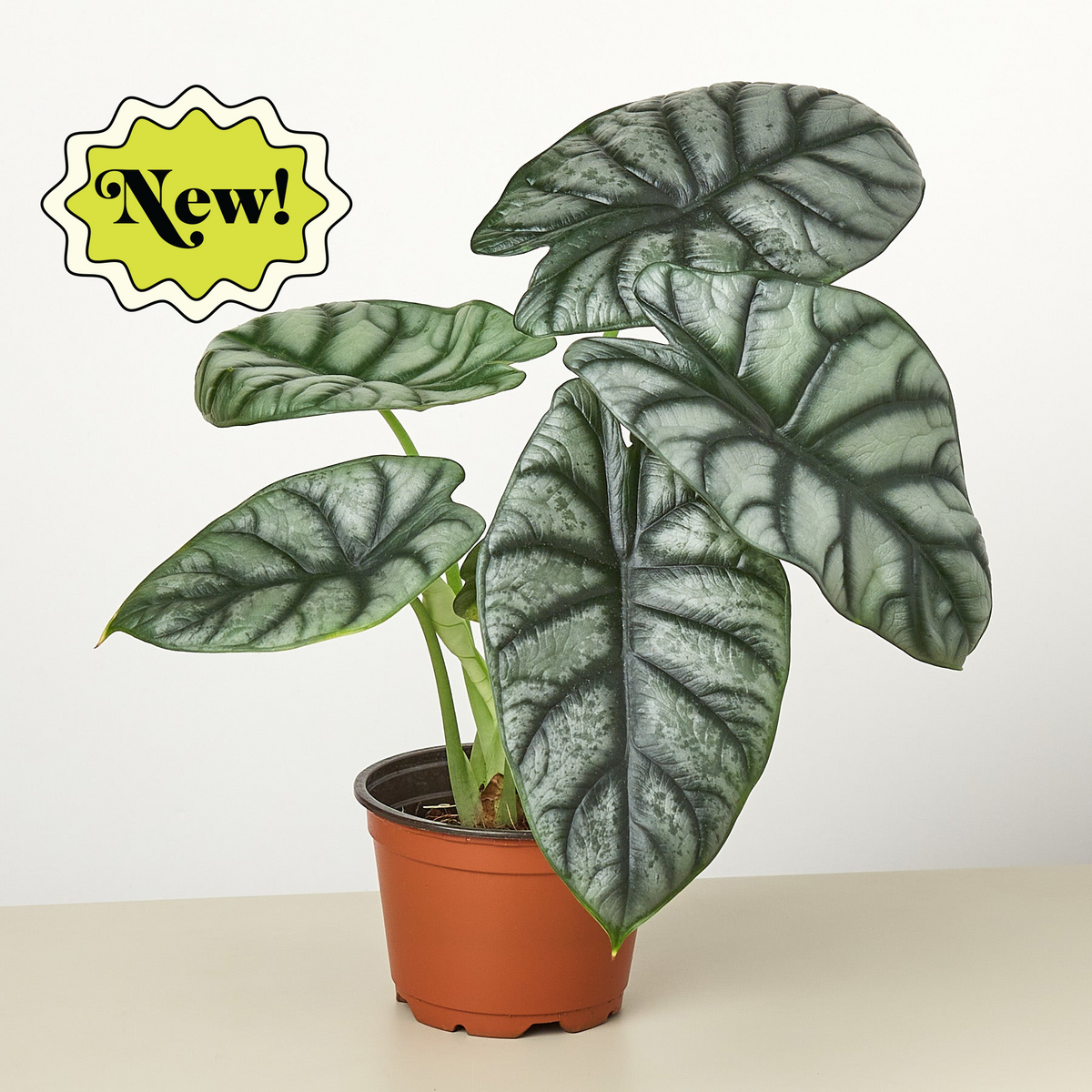 Alocasia 'Silver Dragon'