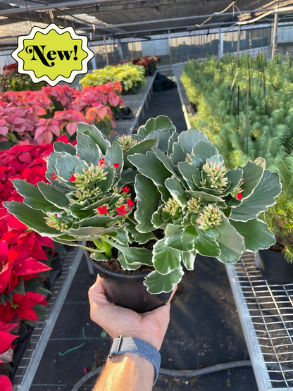 Kalanchoe