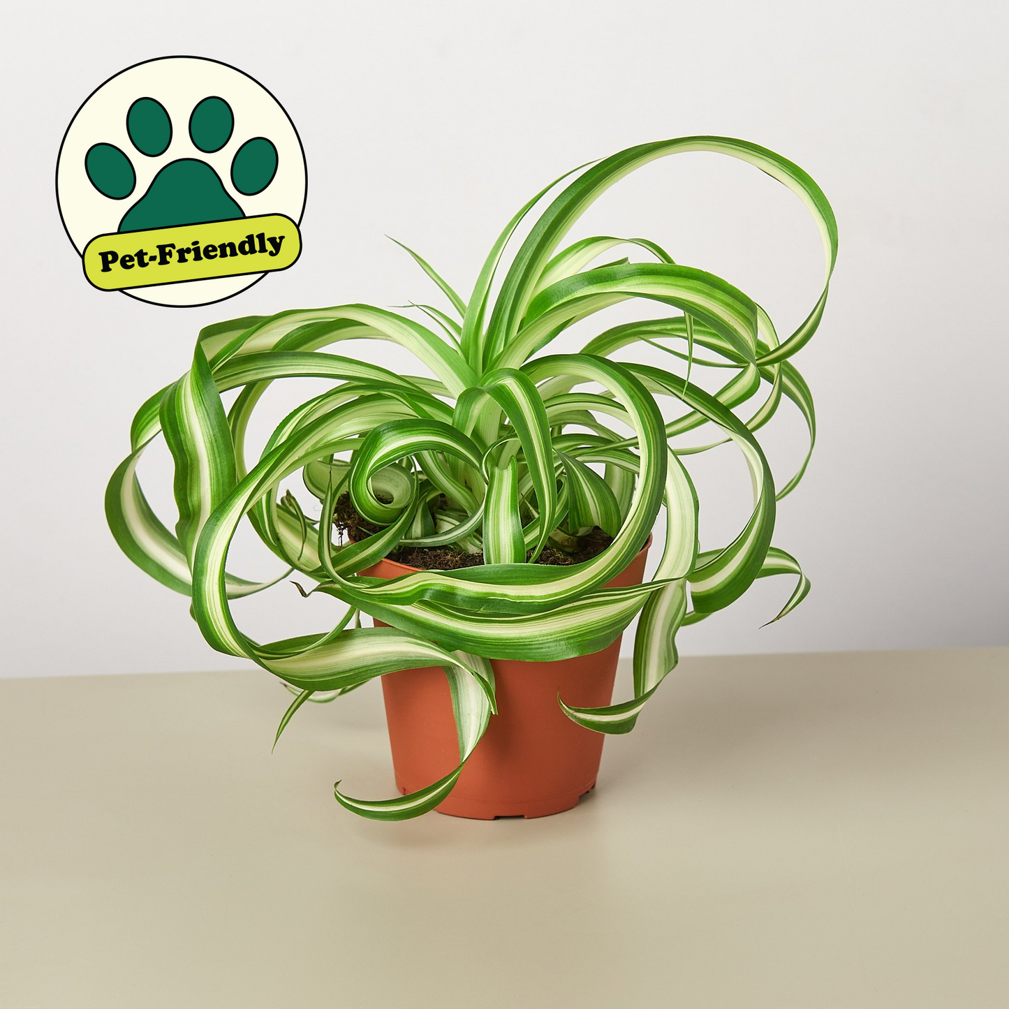 Spider Plant 'Bonnie'