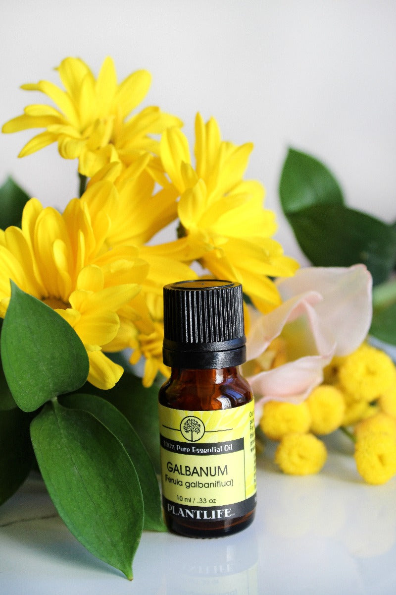 Galbanum Essential Oil