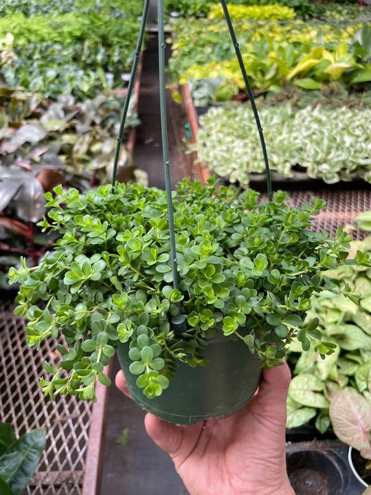 Peperomia Deppeana