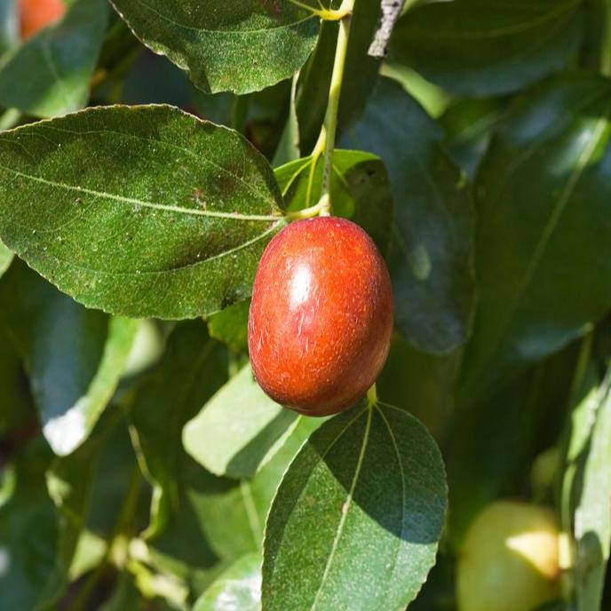 Jujube Sugar Cane Tree