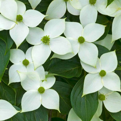 Kousa Dogwood | Flowering Tree by Growing Home Farms