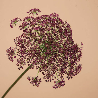 Chocolate Lace Flower Seeds