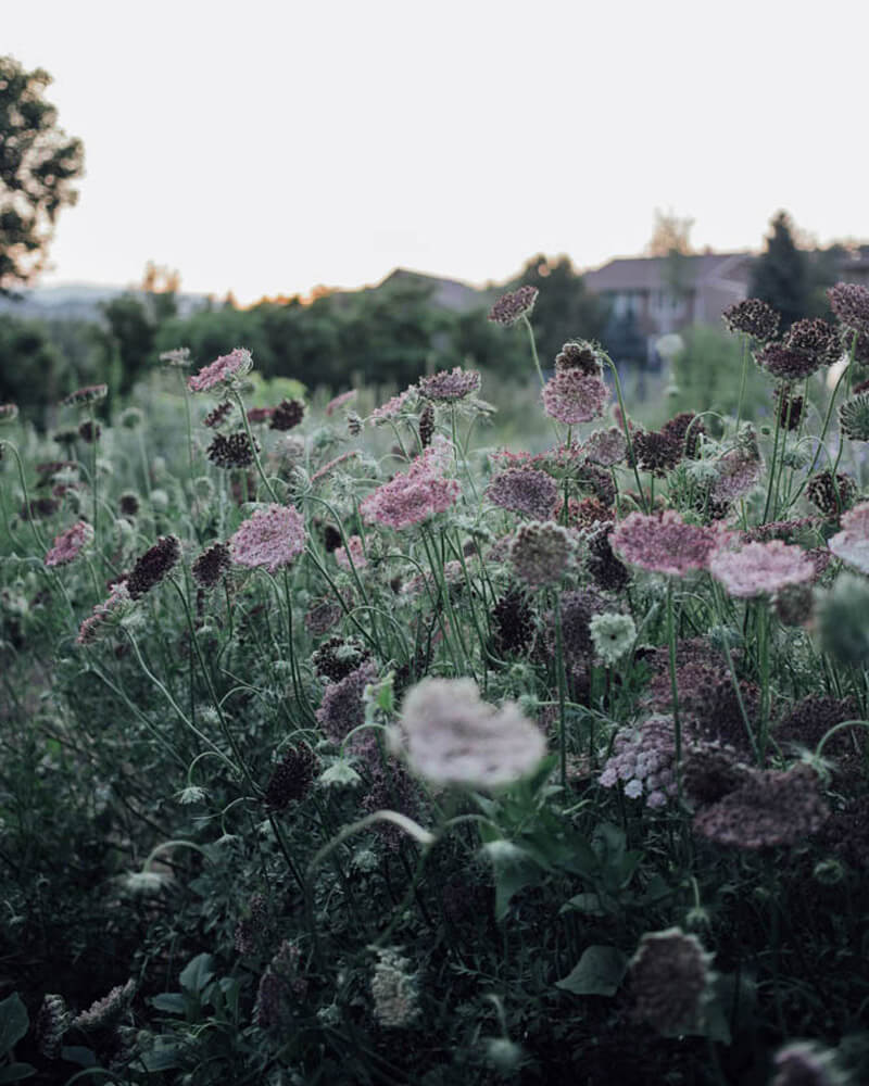 Chocolate Lace Flower Seeds