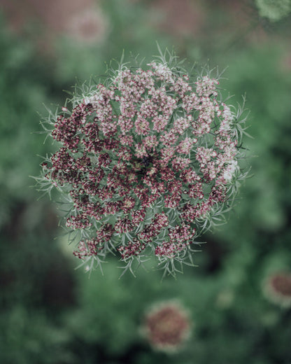 Chocolate Lace Flower Seeds