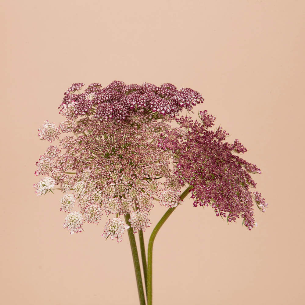 Chocolate Lace Flower Seeds