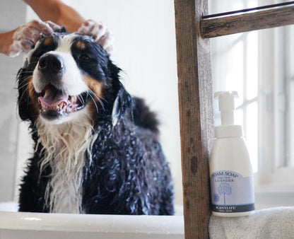 Lavender Foam Soap