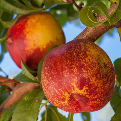 Mericrest Nectarine Tree