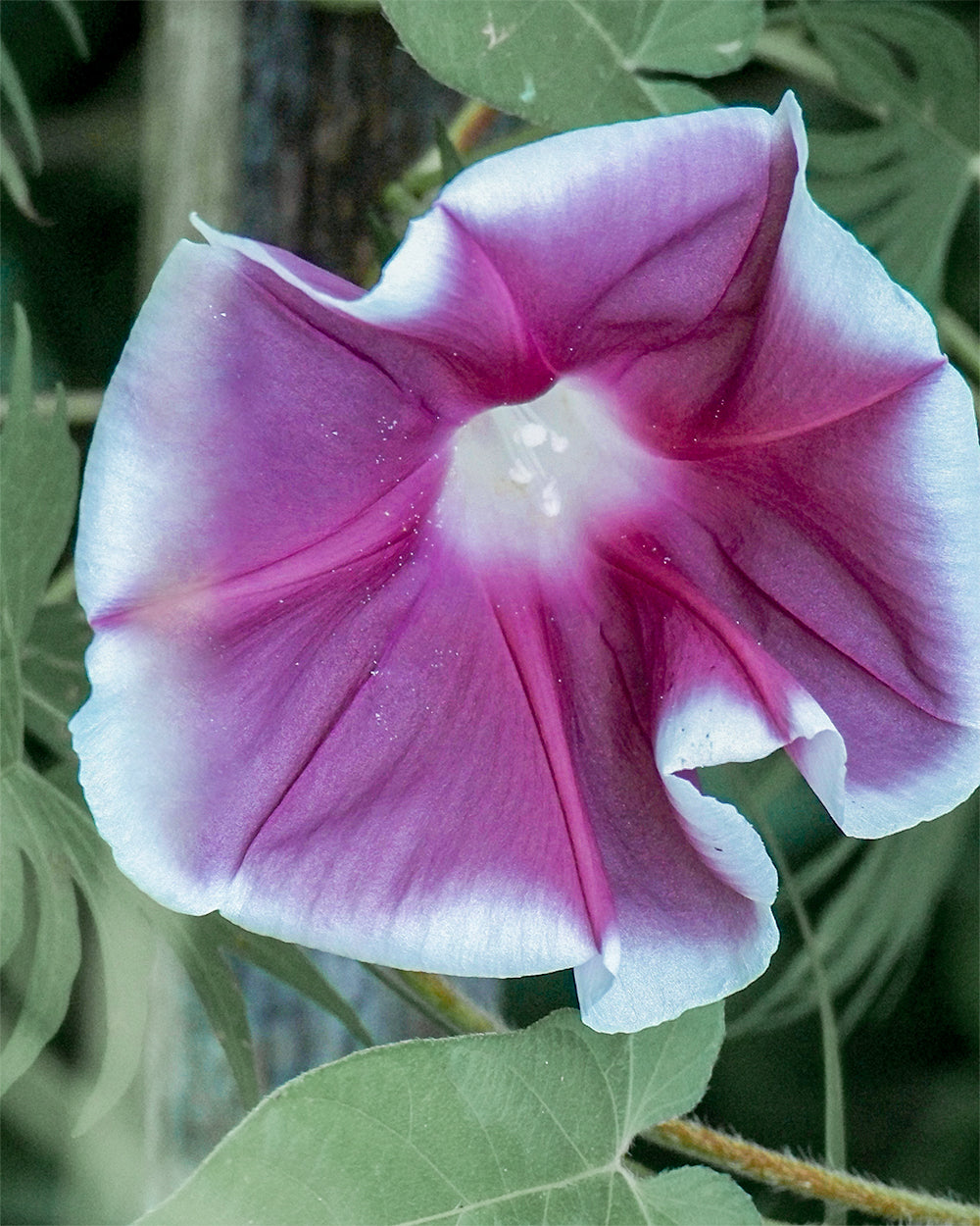 Chocolate Morning Glory Seeds