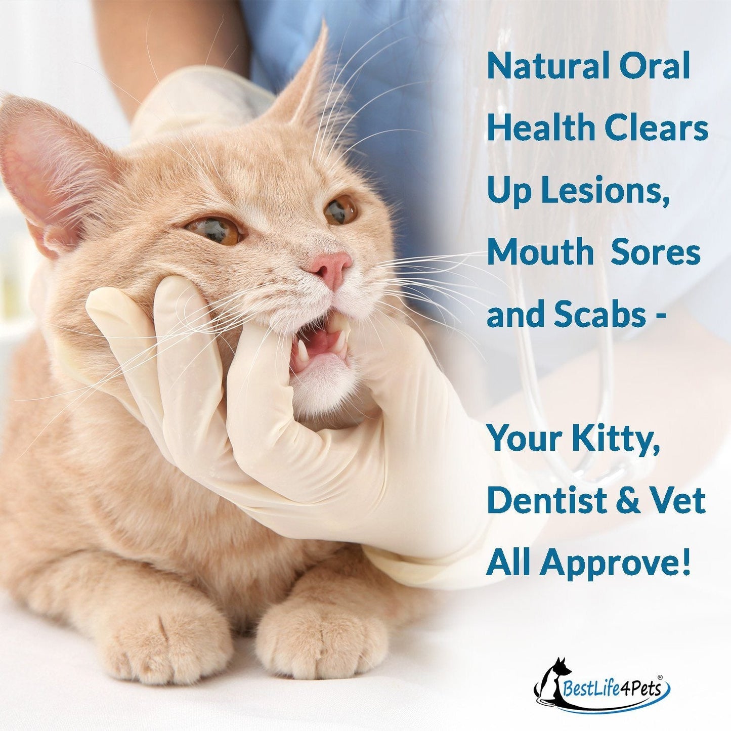 Cat Dental Care and Bad Breath Remedy - Natural Solution for Better Feline Oral Health by BestLife4Pets