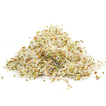 Organic Alfalfa Sprouting Seed