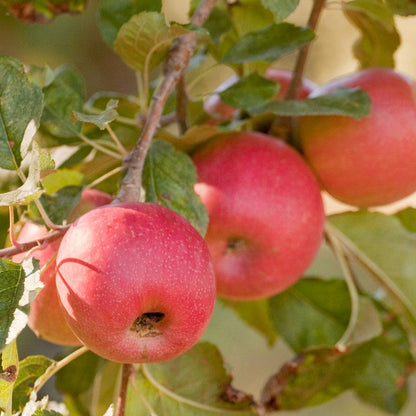 Pink Lady Apple Tree