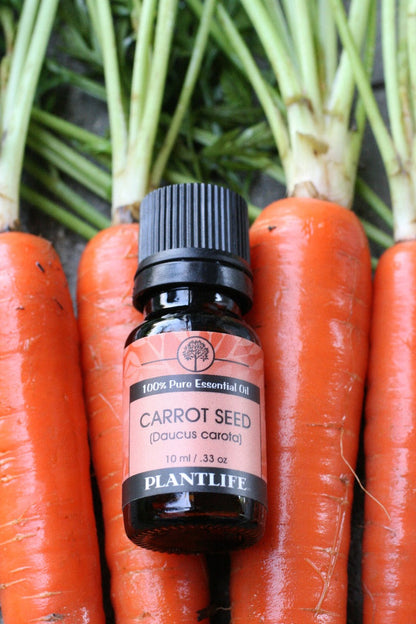 Carrot Seed Essential Oil