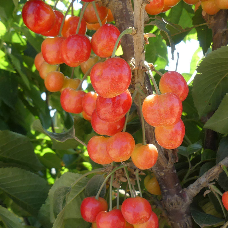 Rainier Cherry Tree