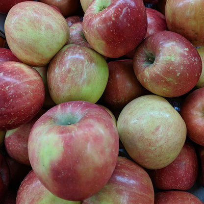 Fuji Red Apple Tree