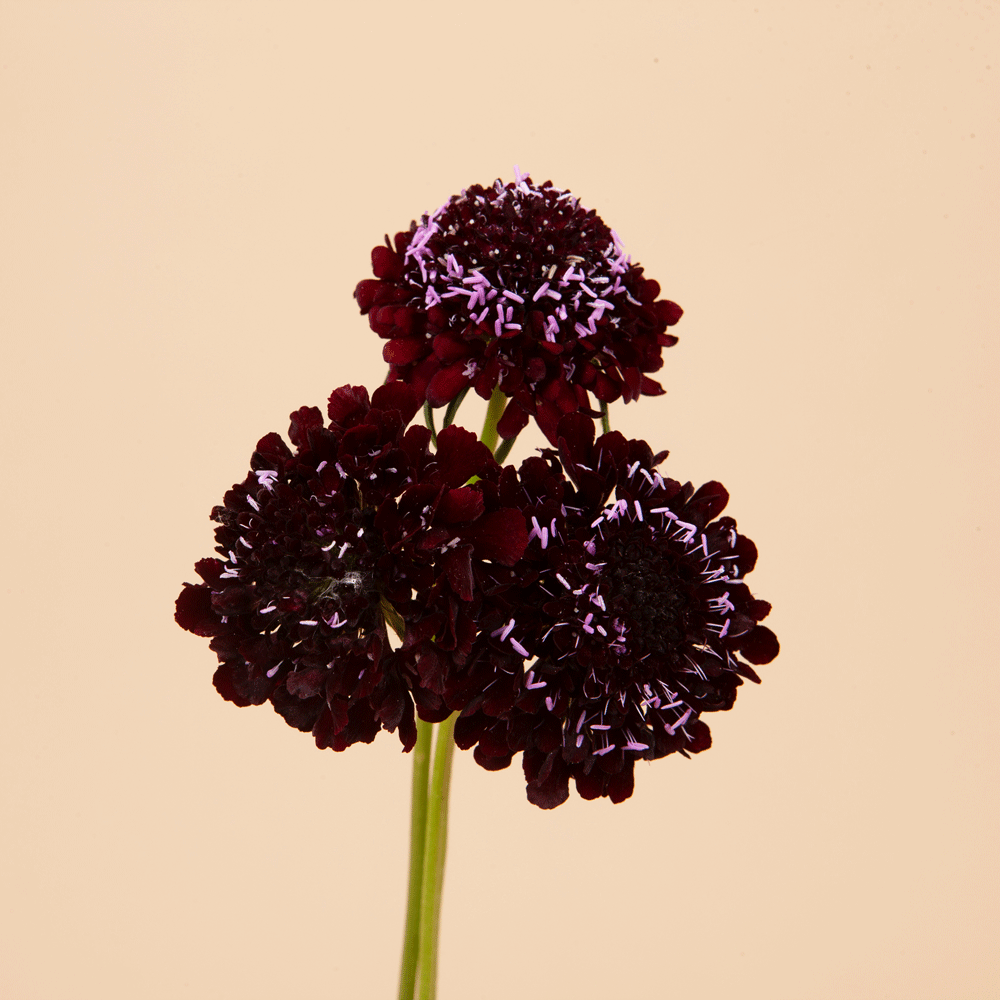 Black Knight Scabiosa Seeds