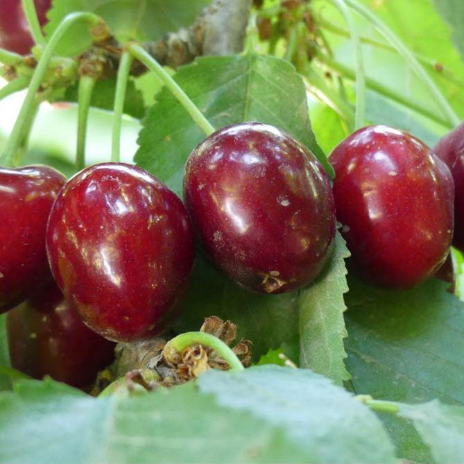 Stella Cherry Tree