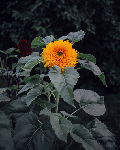 Teddy Bear Sunflower Seeds