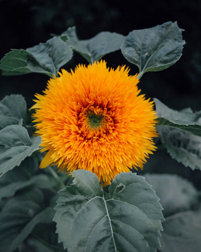 Teddy Bear Sunflower Seeds