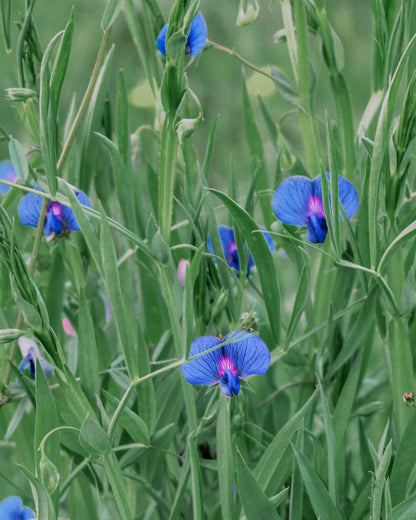 Sweet Pea Mix Seed Bundle