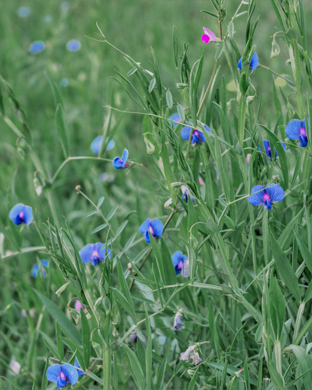 Sweet Pea Mix Seed Bundle