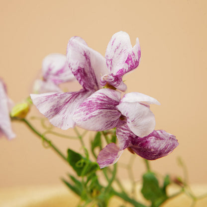 Sweet Pea Mix Seed Bundle