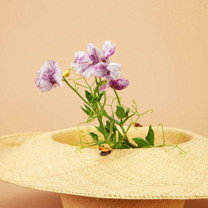 Sweet Pea Mix Seed Bundle