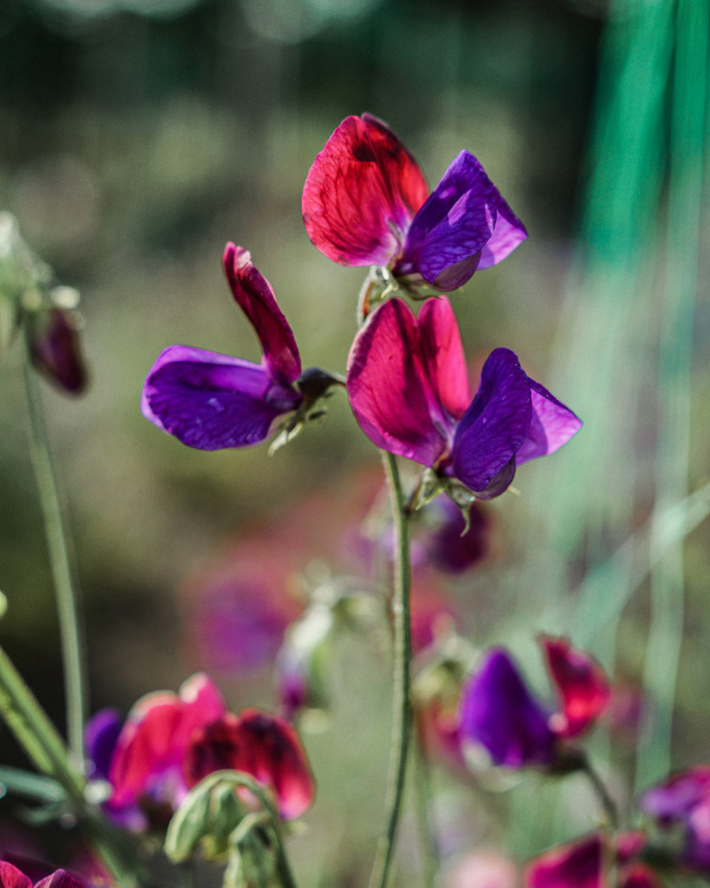 Sweet Pea Mix Seed Bundle