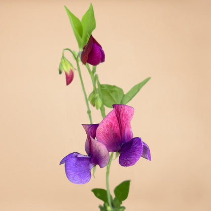 Sweet Pea Mix Seed Bundle