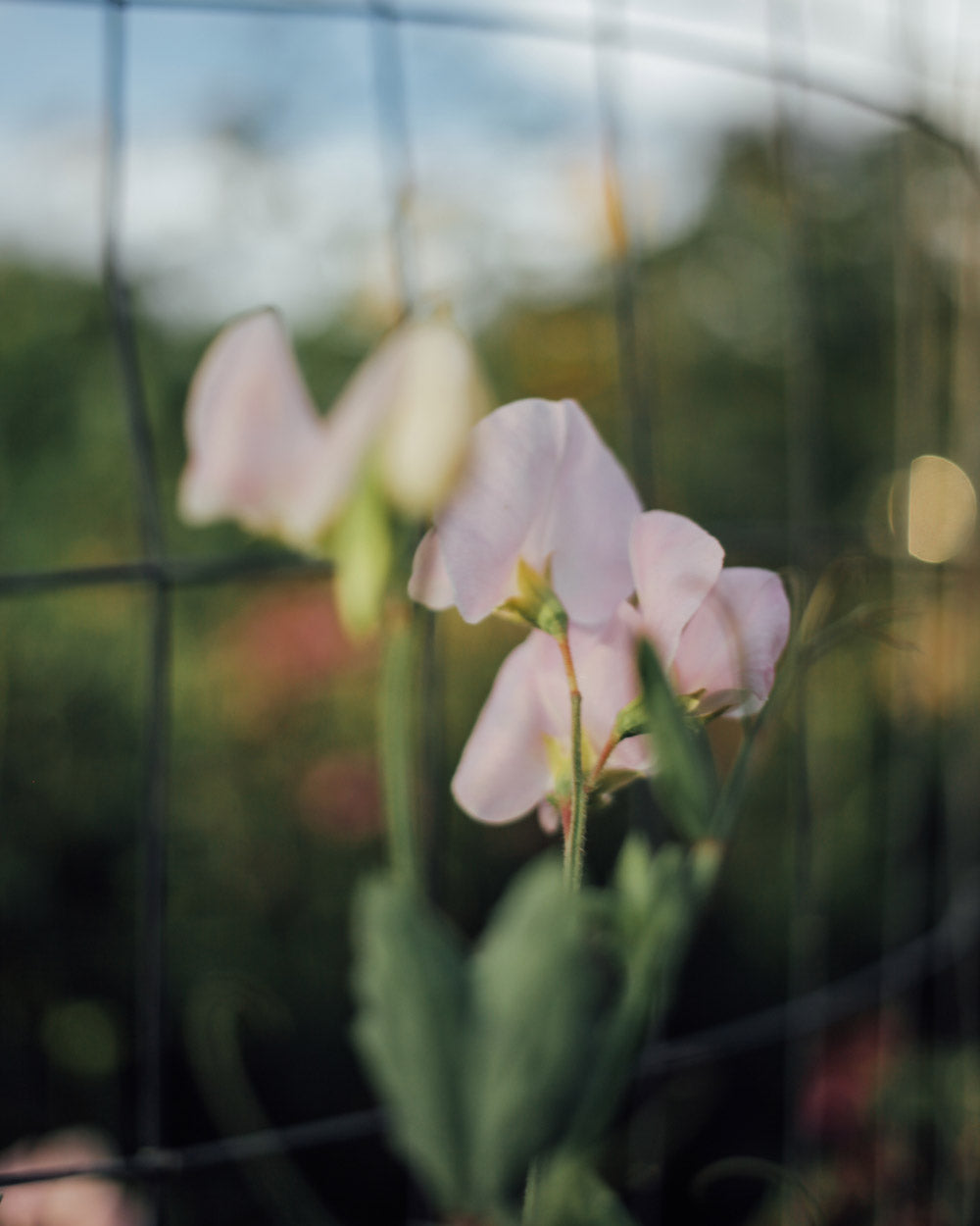 Sweet Pea Mix Seed Bundle