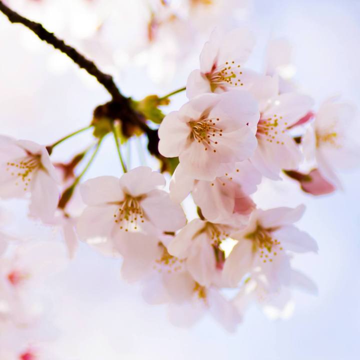 Yoshino Flowering Cherry | Flowering Tree by Growing Home Farms